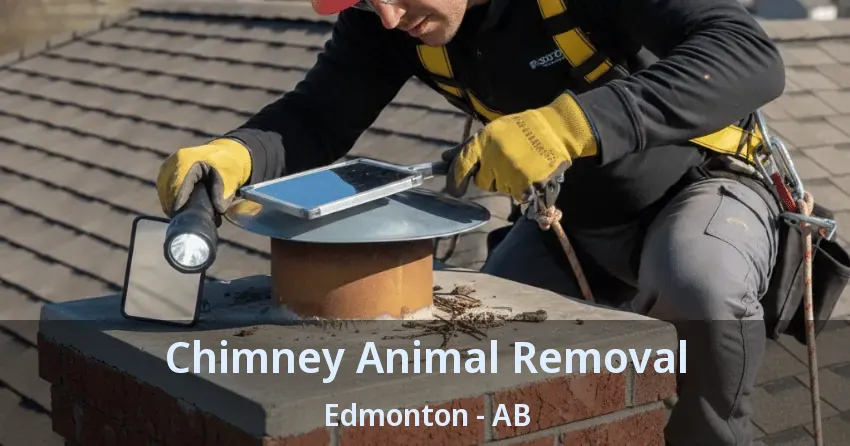 Chimney Animal Removal Edmonton - AB Chimney Animal Removal Edmonton - AB