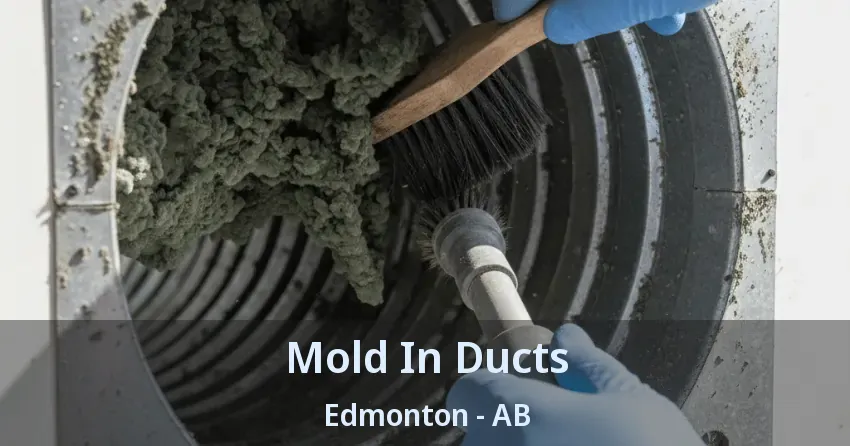 Mold In Ducts Edmonton - AB Mold In Ducts Edmonton - AB